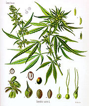 http://upload.wikimedia.org/wikipedia/commons/thumb/7/79/Cannabis_sativa_Koehler_drawing.jpg/180px-Cannabis_sativa_Koehler_drawing.jpg